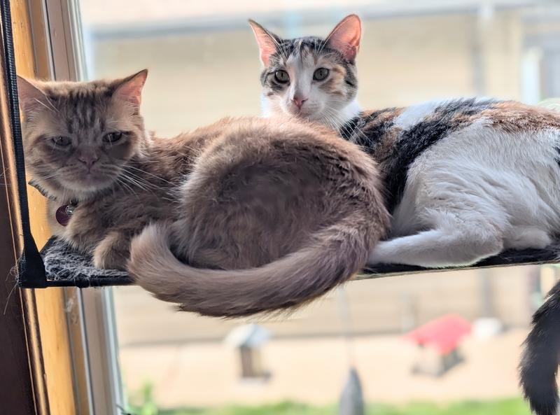 Over 20lbs of cat on one shelf