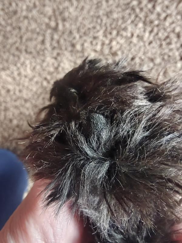 Before trimming her paw