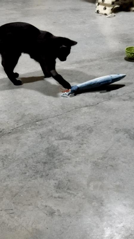 Calli checks out the sardine.