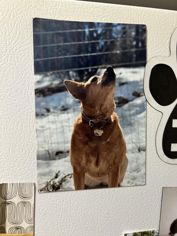 My 70th birthday in Big Bear Ca She loves the snow