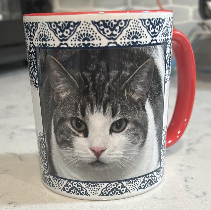 Great picture of cat