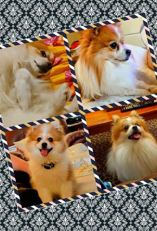 SERESTO Flea & Tick Collar for Dogs, up to 18 lbs, 1 Collar (8mos