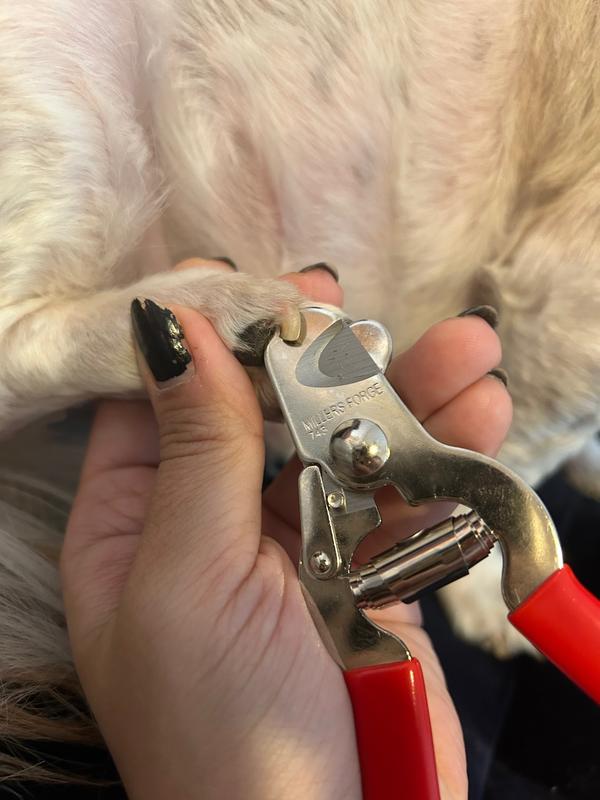 Millers forge best sale pet nail clipper