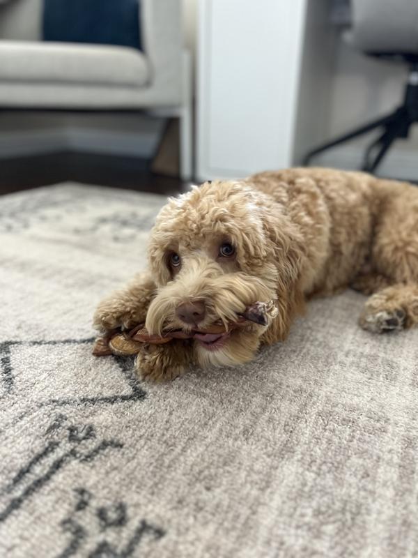 PAWSTRUCK Braided Bully Sticks Dog Treats, 1lb bag, 9in