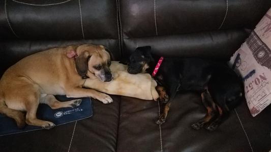Buster (puggle) and Leo (black & tan)