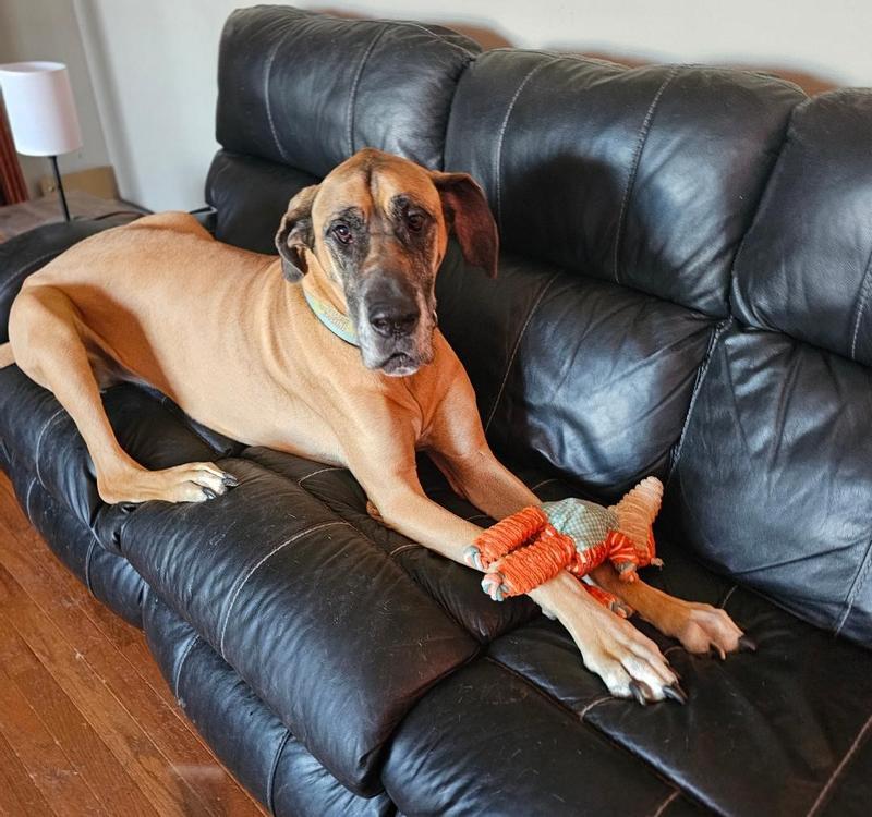 Odo with his favorite chew toy