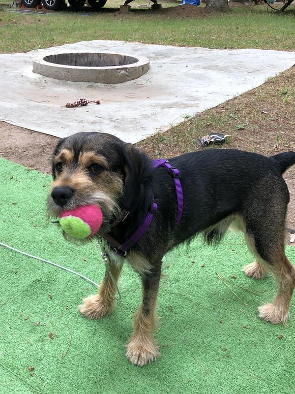 Trade you for a treat