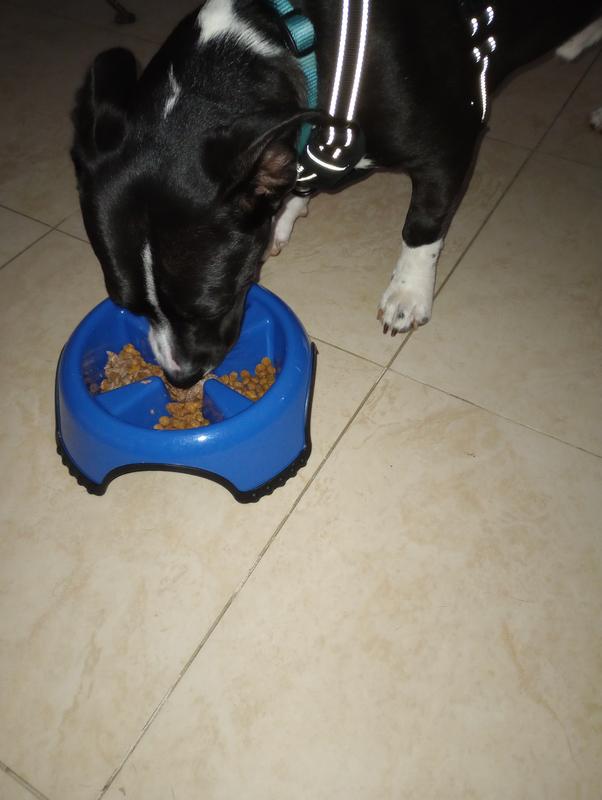 My pup loves his food now!