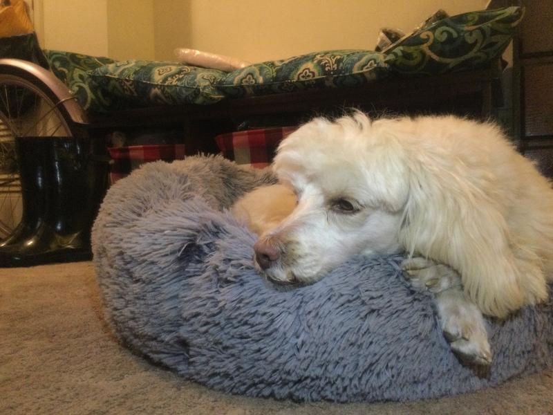 FRISCO Eyelash Cat & Dog Bolster Bed, Large, Silver