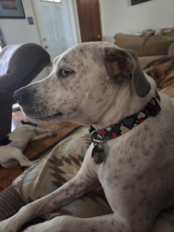Dottie with her new collar