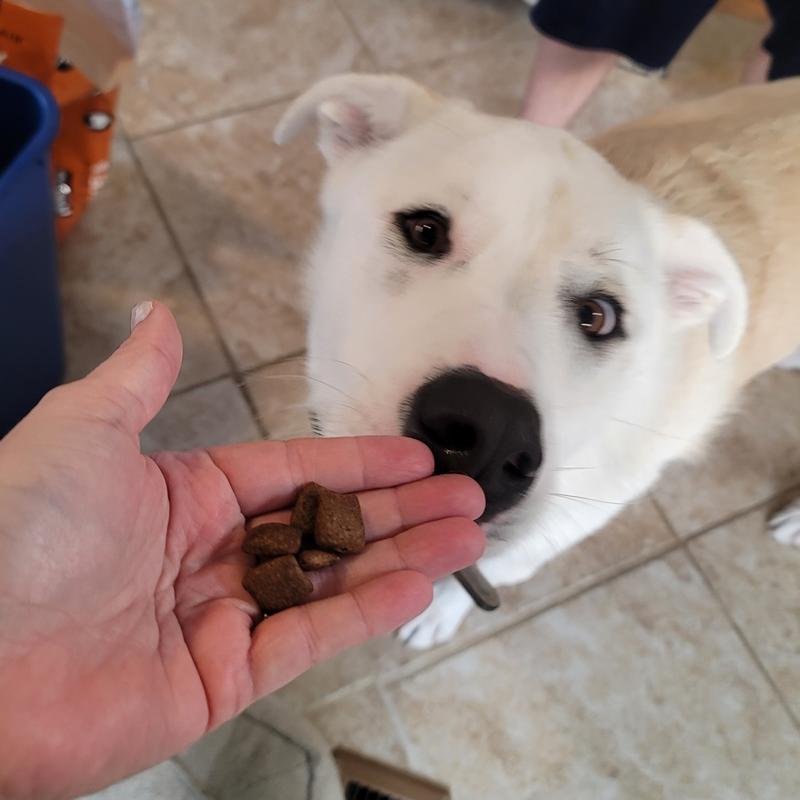 Immediately interested in the new food (in hand for scale)