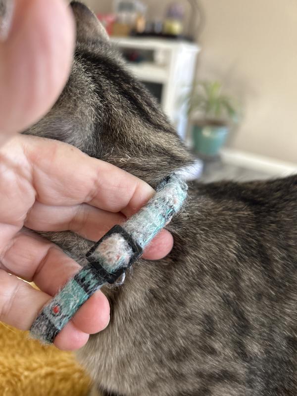 This collar is about 3 weeks old.