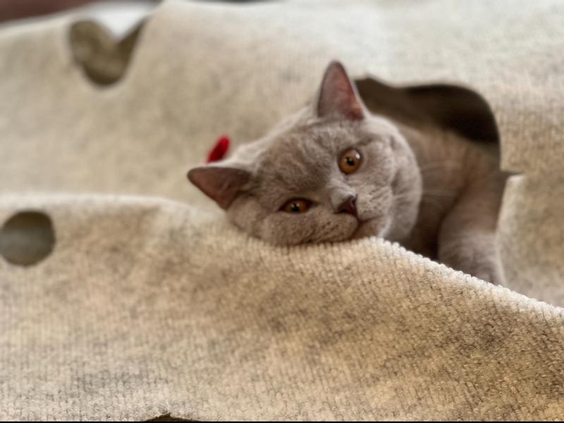 SNUGGLYCAT Ripple Rug Cat Activity Play Mat, Oatmeal White - Chewy.com