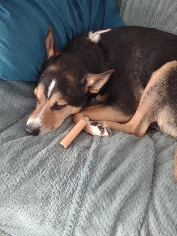 Lacy hiding treat from Cora