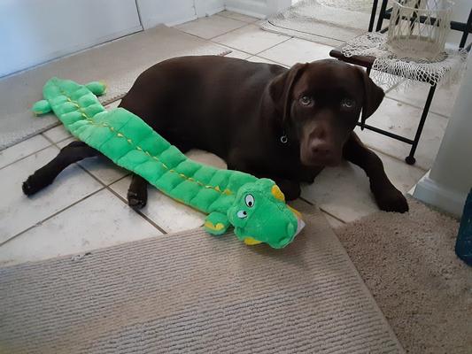 Famure Crocodile Dog Squeaky Toys, Durable Plush Dog Toys