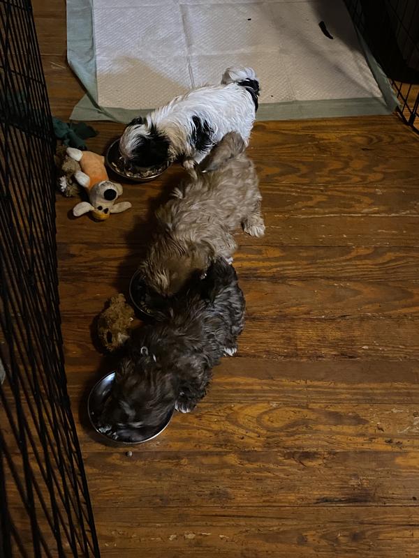 Shih tzu puppies enjoying the food