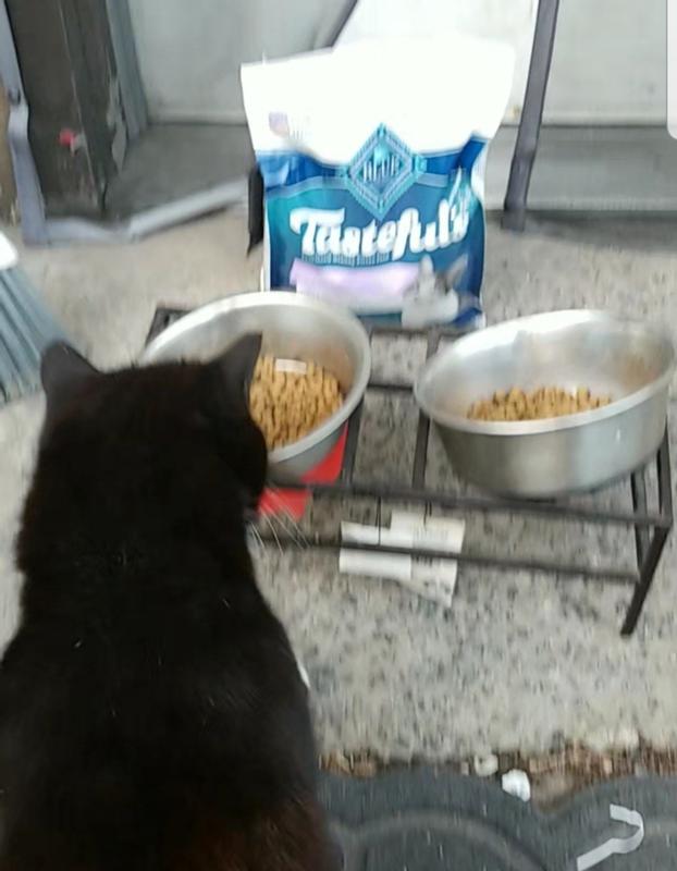 BLUE BUFFALO Tastefuls Indoor Natural Salmon & Brown Rice Adult Dry Cat