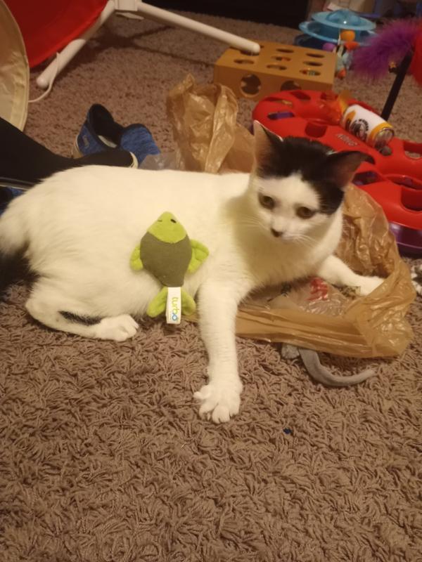 Uncertainty for this toy