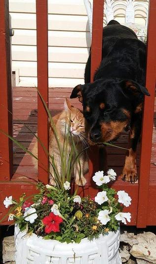 Shaka and Tommy enjoy smelling the flowers.
