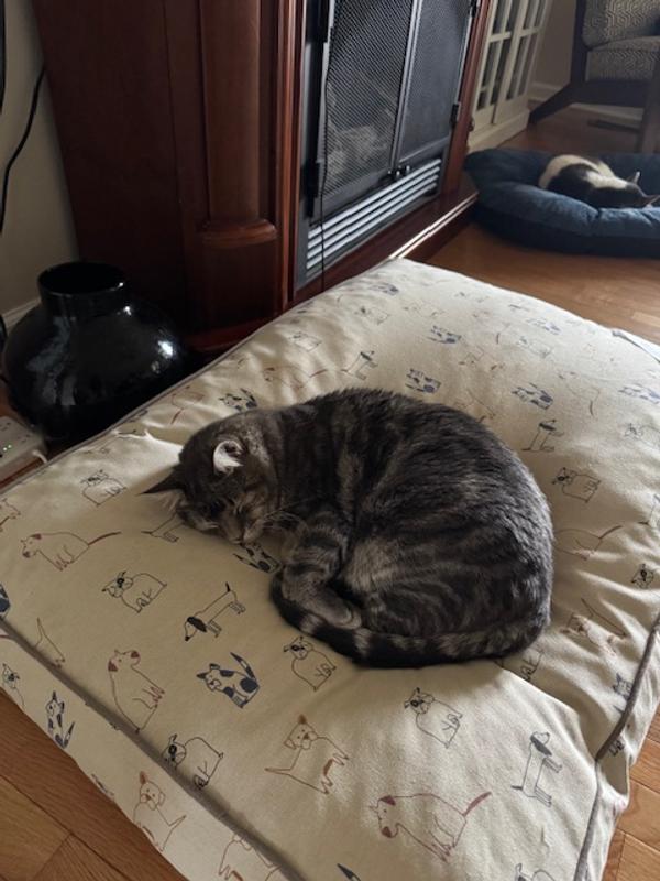 Simon loves the way his 20 pounds are firmly supported while he snoozes.