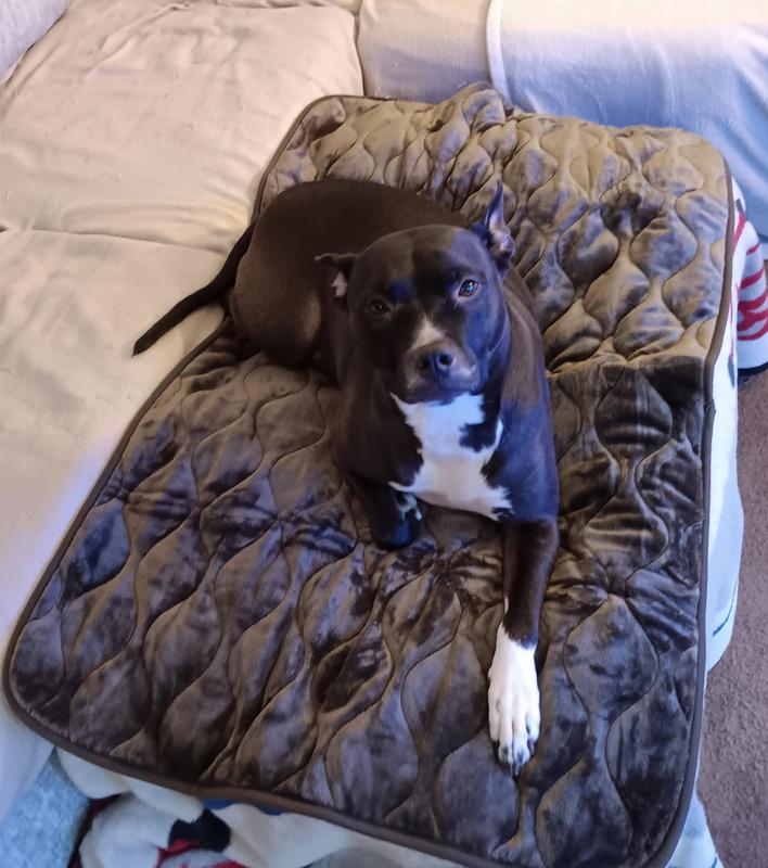 Lounging Luna