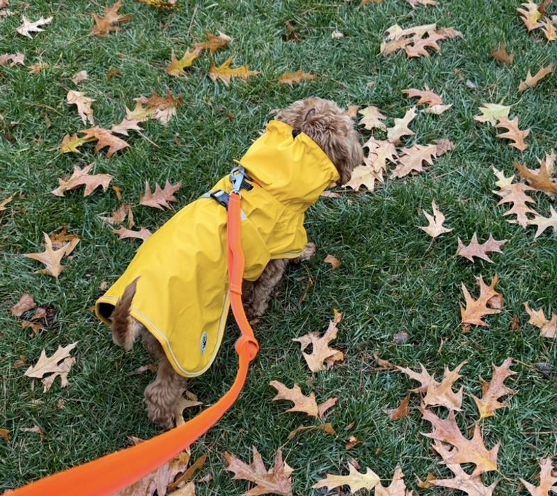 Full coverage, easy to put on, useful leash opening in back