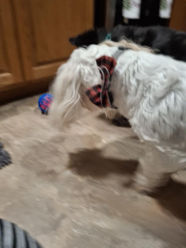 Dexter and Rocky playing with it