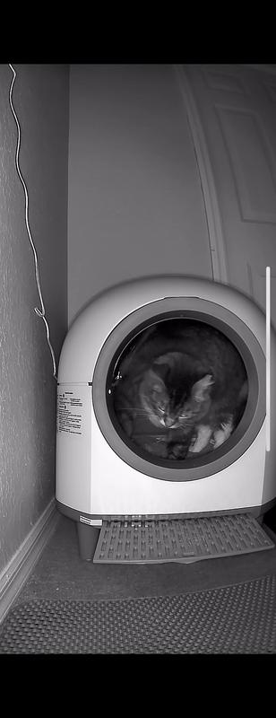 Image of my 14 lbs cat inside