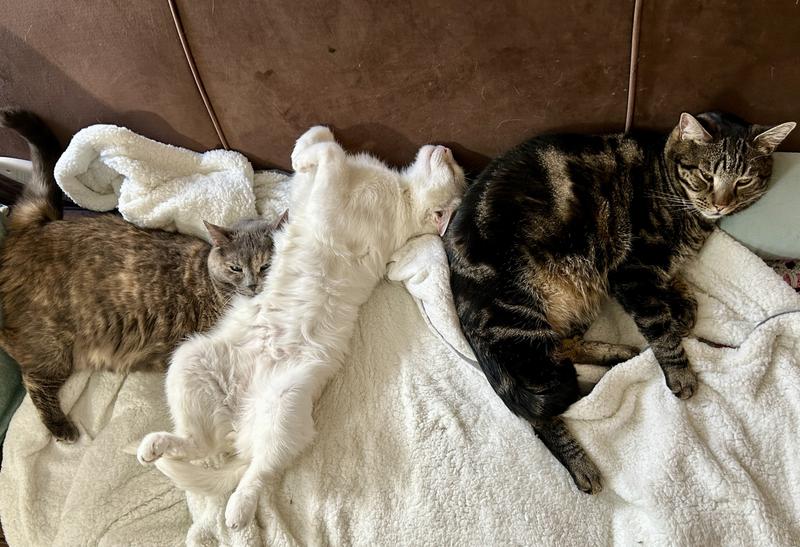 Lovefest while there’s a feliway diffuser plugged in.