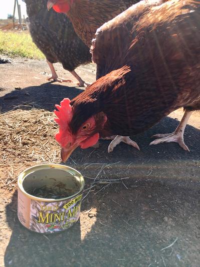 Chickens love mealies