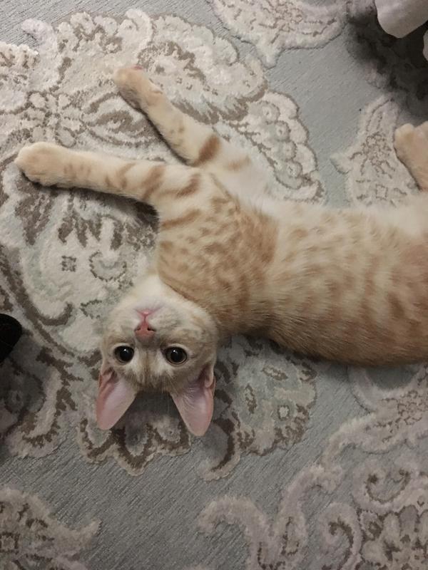 Cheetah as a kitten!