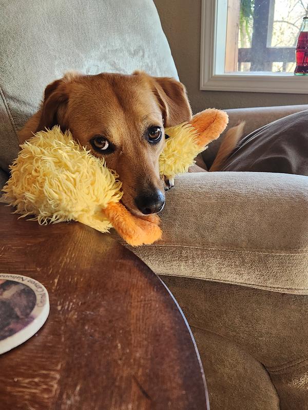 Very special duckie