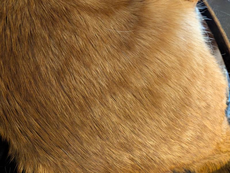 The mousse left his coat smoother and softer than it's been in months.