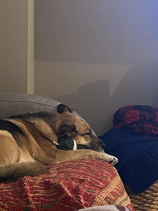 Winnie taking a quick snooze with her frog