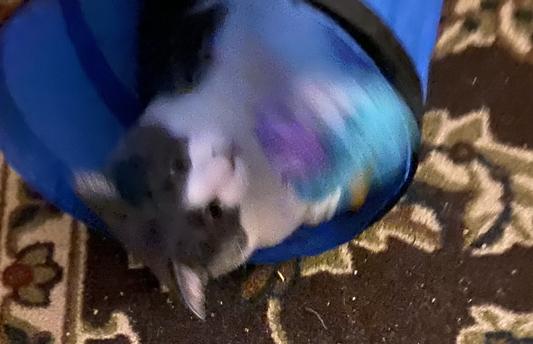 Bianca attacks from her tunnel!