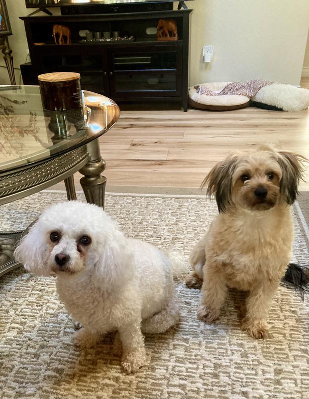 Waiting patiently for their treats