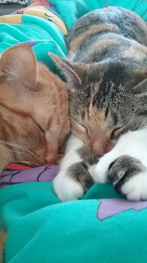 Happy kitties!
