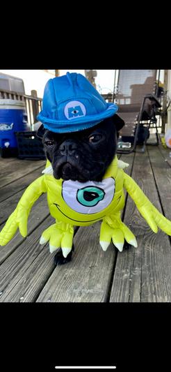 Product Reviews for RUBIE'S COSTUME COMPANY Monsters, Inc. Mike Dog Costume
