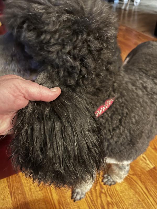 Standard Poodle moms best friend