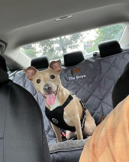 @kobe_the_smiling_pup on IG 💕