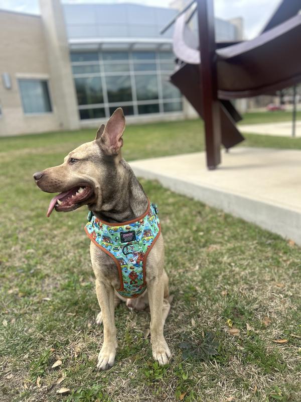 Sassy Woof Scooby-Doo Dog Harness, Teal