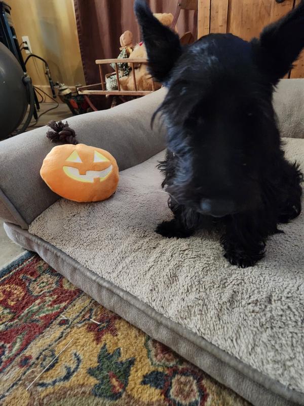 Frisco Halloween Zombie with Pumpkin TPR & Plush Squeaky Dog Toy