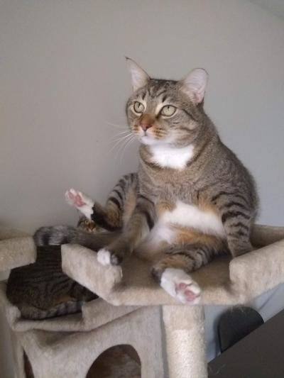 James our fat cat sitting  "human  style"