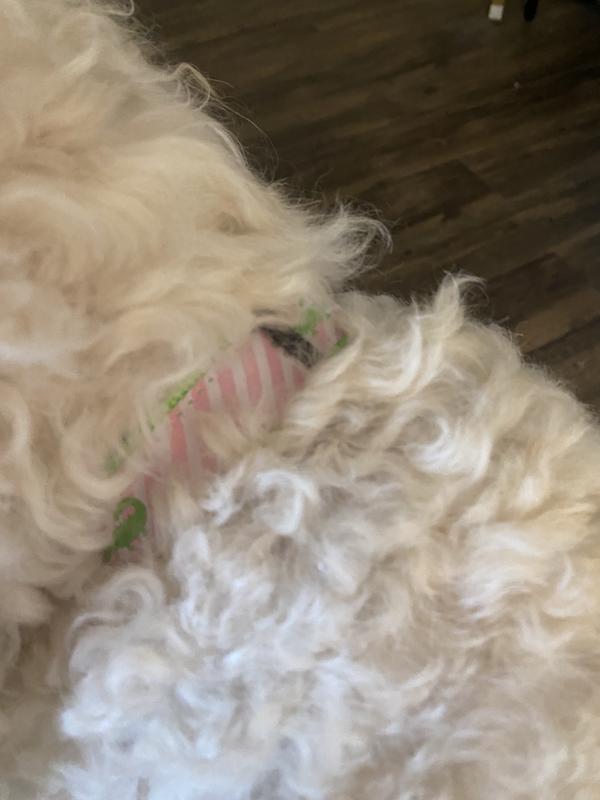 Collar on a furry dog