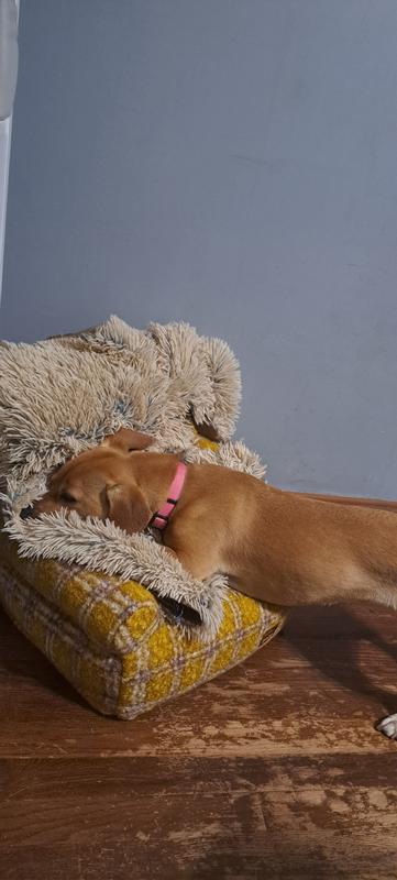 At 22lbs my dog is too big