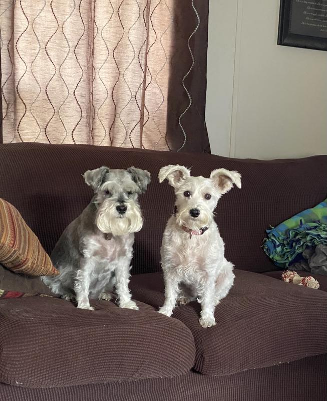 Luna (L) and Gracie the Chonzer (R); Luna came from a bad home situation, Gracie was a breeder release to a rescue I work with!