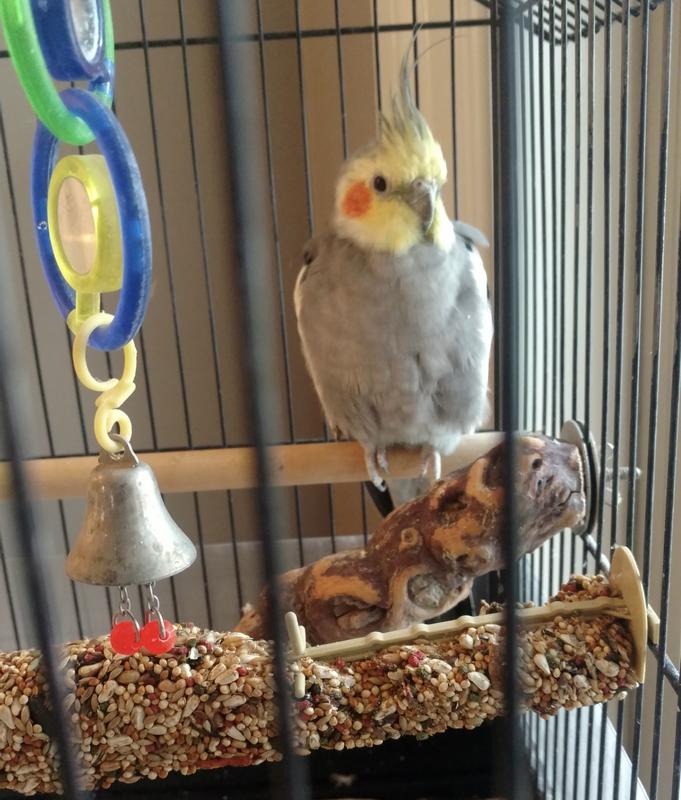 Mr Jingles loving his Kaytee bar treat!