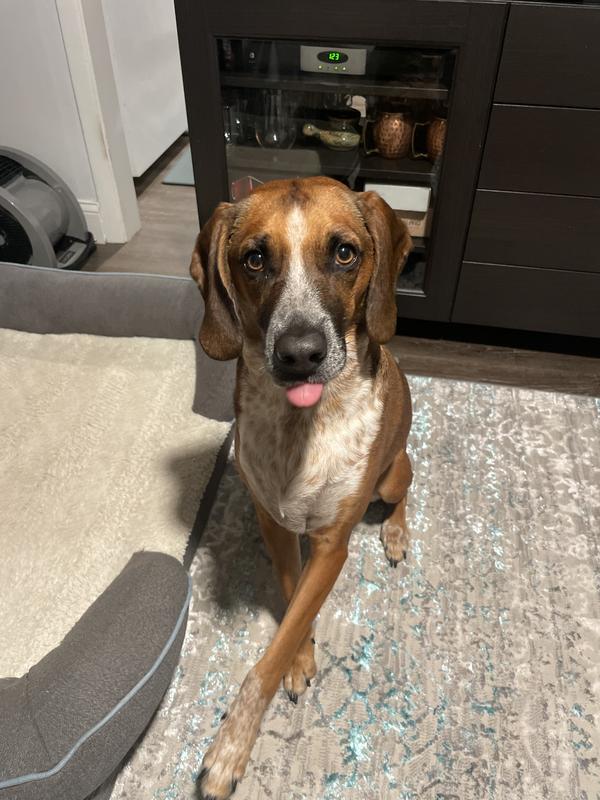 My pup in begging position! Bully stix approved!