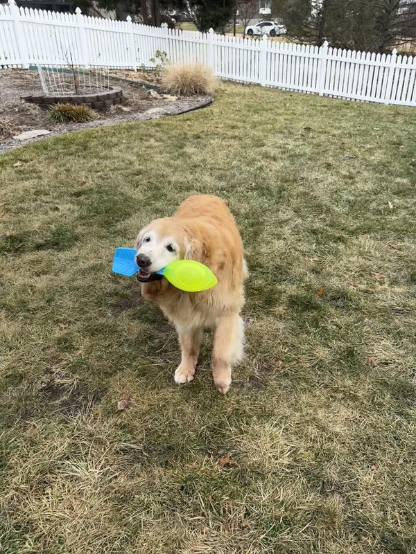 Haley enjoying her new toy