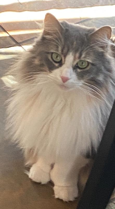 Mochi posing for the camera